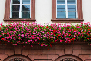 many pink and red flowers attached to a facade under windows