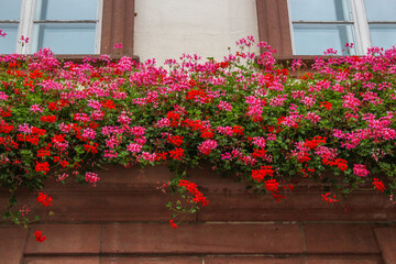 many pink and red flowers attached to a facade under windows