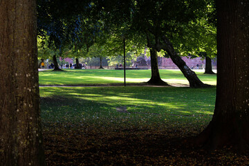 view through two trees onto the park meadow which is covered by treetops and through which the sunlight shines