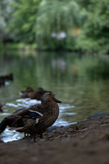 ducks, lake, waterfowl, nature, reflection, wildlife, birds, animals, water, feathers, duck couple, mother duck, ducklings, summer, autumn, landscape, park, forest lake, European nature, calm water, d