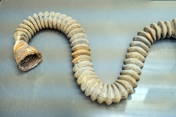 Close-up view of a curved organic form, resembling a seashell or jewelry Brown to black textured surface with mottling Still life composition against a nondescript background Realistic style witho