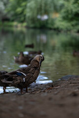 ducks, lake, waterfowl, nature, reflection, wildlife, birds, animals, water, feathers, duck couple, mother duck, ducklings, summer, autumn, landscape, park, forest lake, European nature, calm water, d