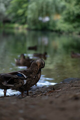 ducks, lake, waterfowl, nature, reflection, wildlife, birds, animals, water, feathers, duck couple, mother duck, ducklings, summer, autumn, landscape, park, forest lake, European nature, calm water, d