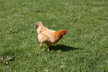 Free range chicken walking on green farm grass
