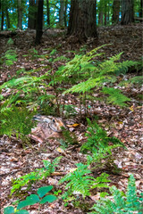 Obraz premium Wild Hare