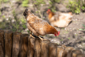Brown hen perching on wooden garden border