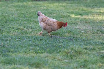 Chicken foraging for food on lush green pasture