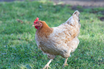 Free range hen walking on lush green grass