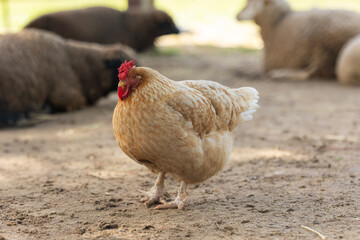 Free-range chicken walking on farm pasture