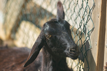 Black goat kid looking at viewer by fence