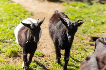 Young black goats walking on a grassy farm path