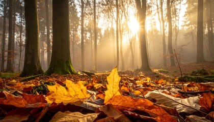 A sunlit autumn forest scene. Golden leaves in foreground with tall trees reaching towards a bright sky, through the mist