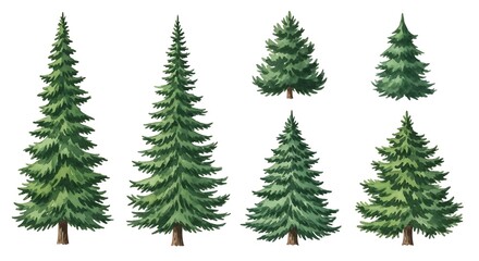 Fototapeta premium Evergreen Tree Collection - A Variety of Coniferous Trees.