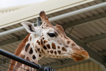 Giraffe head close up example