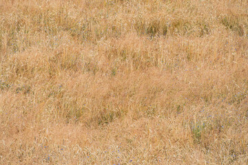 Close-up image of dry, brownish wheat field in late autumnwinter or drought season No human figures or animals visible Even lighting suggests overcast day or diffuse sunlight Naturalistic style e