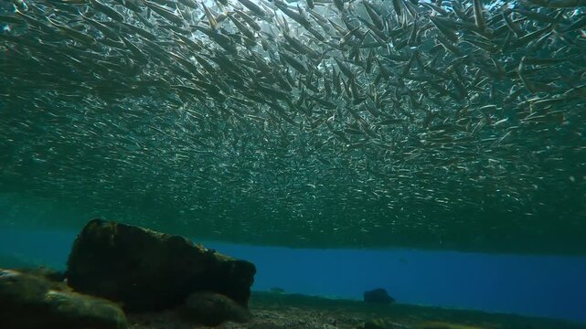 Dense gray cloud of Silversides Atherina forms under surface in shallows during their spawning run time. Sunlight shimmers through school, powerfully backlighting by sun with glare on lens