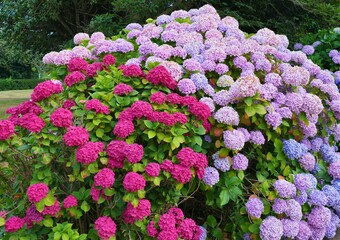 Fototapety na wymiar - Fototapeta24.pl