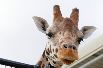 Giraffe head close up example