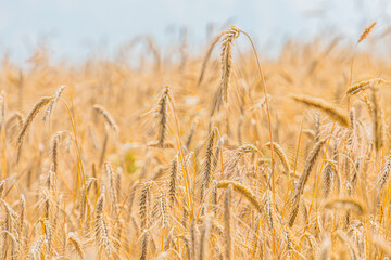 Close-up view of ripe, drying wheat stalks in various shades of yellow Expansive field in the...