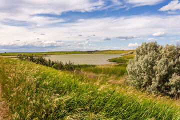 Shores of the Lake Audubon covered with wild grass and plants. North Dakota, USA 