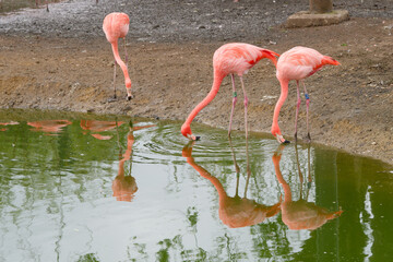 Pink Flamingos drinking water at a pool
