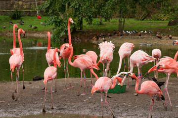 Group of pink Flamingos by a pool