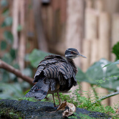 Jungle bird on the ground