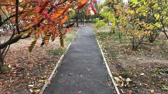 Autumn park alley with sumac trees in vivid orange and red under the effect of a strong wind. The ground is scattered with fallen leaves.