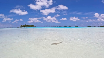 Luxury resort photo of French Polynesia tropical 
paradise island with exotic fish under clear...