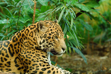 Lone Jaguar cat in a zoo jungle
