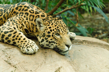 Lone Jaguar cat in a zoo