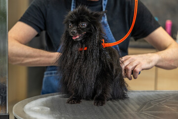 Black pomeranian dog getting groomed in pet salon