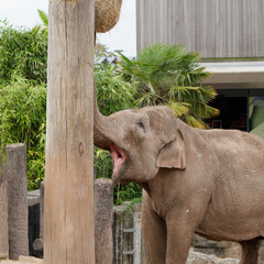 Small elephant in a zoo