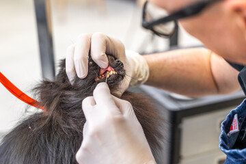 Dog receiving professional teeth cleaning at veterinary clinic