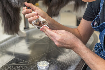Person applying balm to dog paw for grooming care