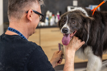 Professional groomer brushing border collie dog at pet salon