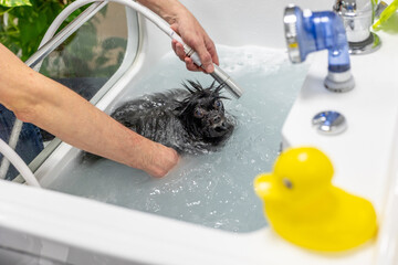 Wet black pomeranian dog having a bath at pet groomer