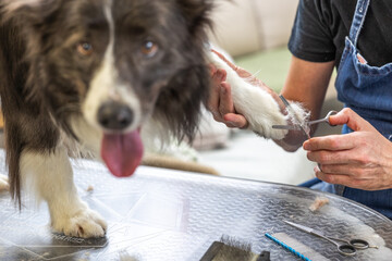 Dog groomer trimming border collie paw hair