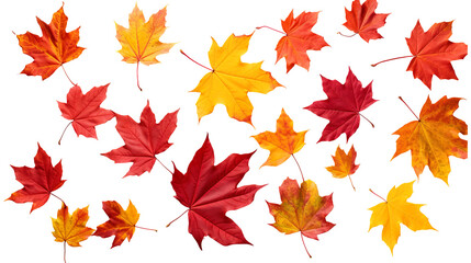 Collection of autumn maple leaves in red, orange, and yellow tones isolated on a transparent white background, clipping path