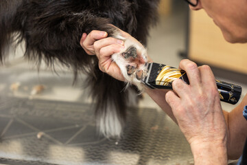 Dog groomer trimming pet dog paw fur