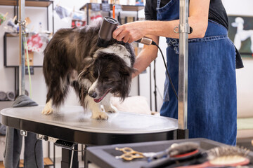 Border collie dog receiving drying service at professional groomer salon