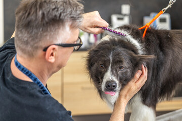Groomer combing and brushing border collie dog at pet salon