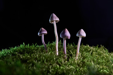 Close-up of small Psilocybe mushrooms with slender stems and conical violet caps emerging from lush green moss under soft natural light. 