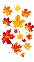 Collection of autumn maple leaves in red, orange, and yellow tones isolated on a transparent white background, clipping path