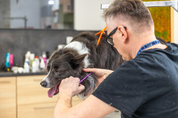 Groomer caring for border collie dog hair
