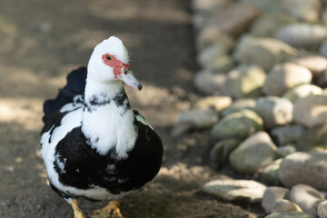 Muscovy duck walking on natural ground path