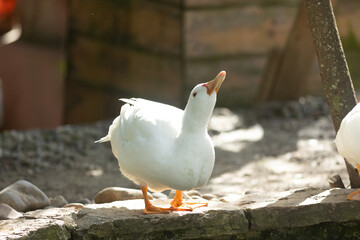 White domestic duck raising head observing sunlight