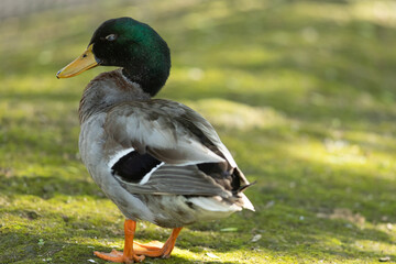 Wild mallard duck resting with eyes closed on grass