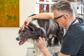 Professional groomer caring border collie dog at pet salon
