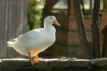 White domestic duck standing on stone wall in sunlight